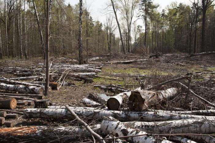 0.28959200_1472648194_forest-crime
